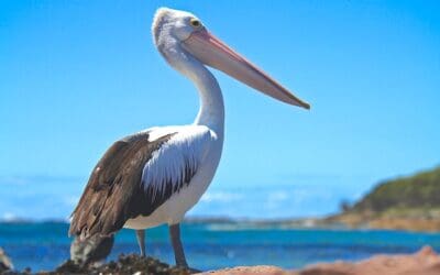 Pelican Update